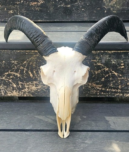 Sheep skull taxidermy - sheep,