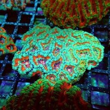 Wysiwyg acan lord coral - -,