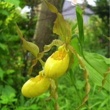 PRE-ORDER 1x Cypripedium pubescens FS plants Yellow Lady's Slipper SEE DESC