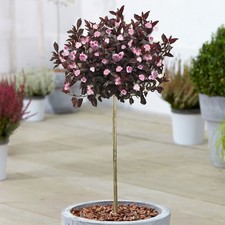 Prunus Royal Burgundy | Purple