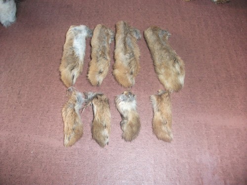 Wild rabbit feet - 8,