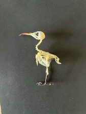 Taxidermy Skeleton Of A
