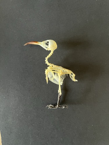 Taxidermy skeleton a - of,