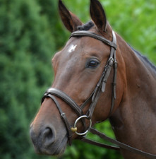 Hy Equestrian Padded Flash