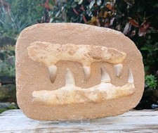 Fossil Mosasaur Jaw Dinosaur