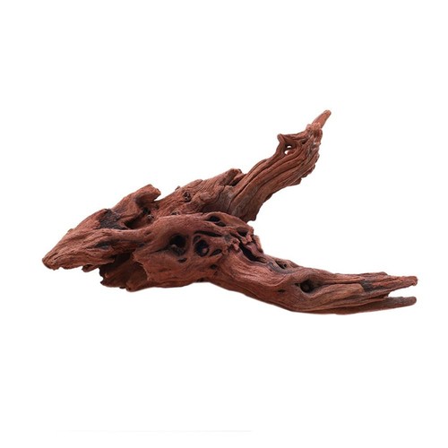 Natural coral wood - coral, irregular