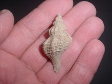 CLASSIC Bartonian Eocene Wrigleya regularis Fasciolariidae Middle Barton Beds UK