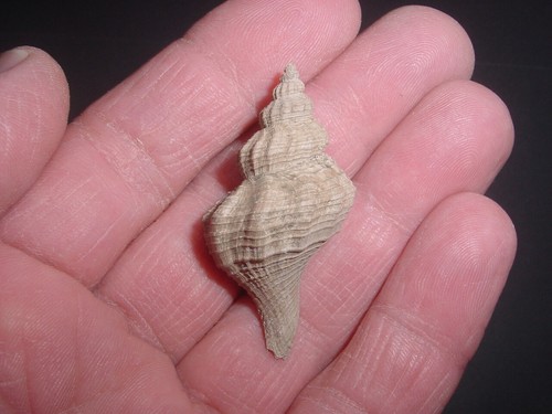Classic bartonian eocene - bartonian,