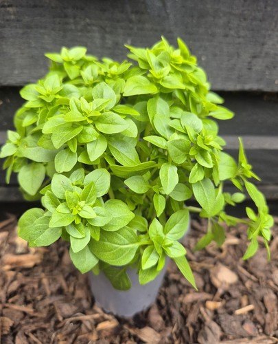 Bush basil plant greek - bush,
