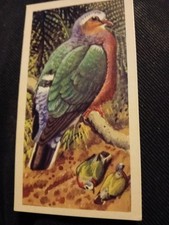 Brooke Bond Tea-Tropical Birds