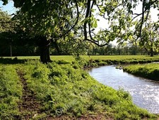 Photo 6x4 Under the Spreading