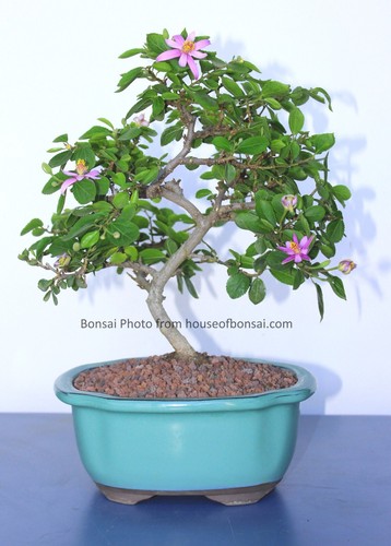 Lavender star flower gift - star,