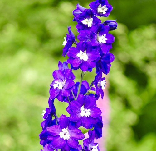 150x giant delphinium - giant,