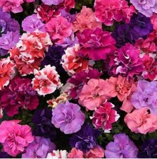 Flower - Petunia - Double Duo Mixed F1 - 30 PELLETED Seeds
