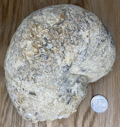 Fossil specimen nautiloid - fossil, specimen,
