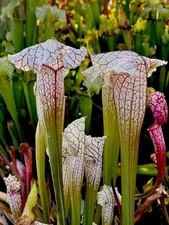 Sarracenia x Charmaine RARE (carnivorous pitcher plant)