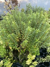 5 X Hebe Green Lost Label