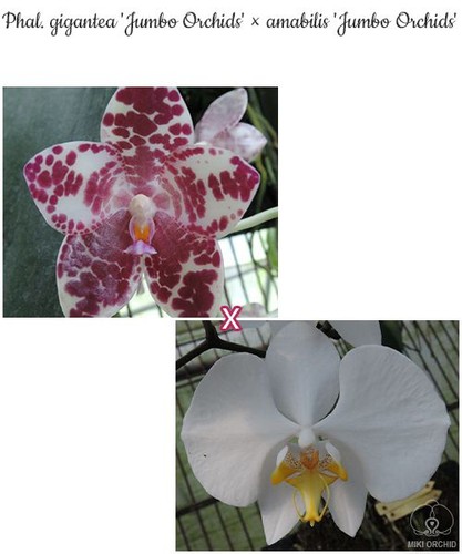 Phal gigantea jumbo orchids - phal., 'jumbo