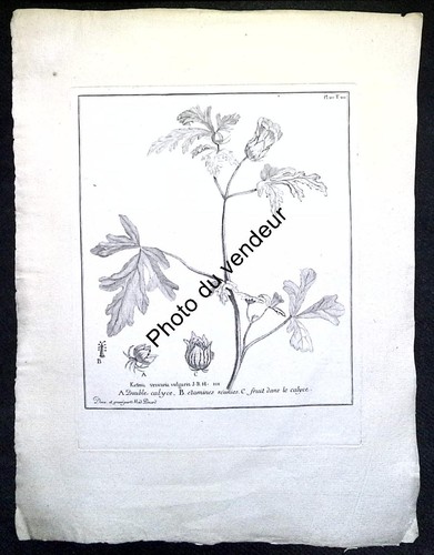 Botanical engraving 18th