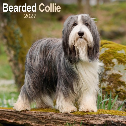 Bearded collie calendar 2027 - bearded,