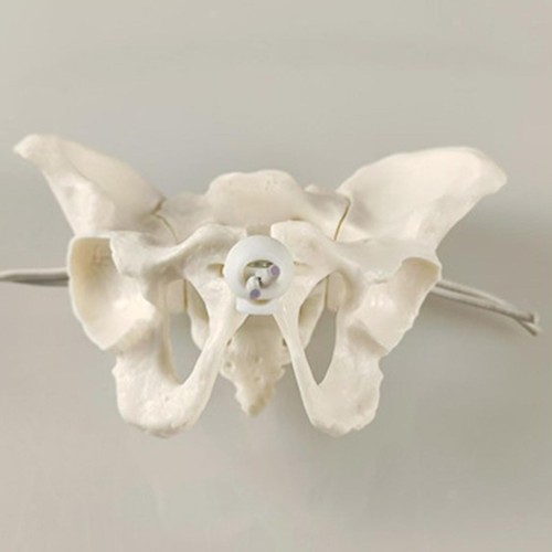 Female pelvic model - pelvic,