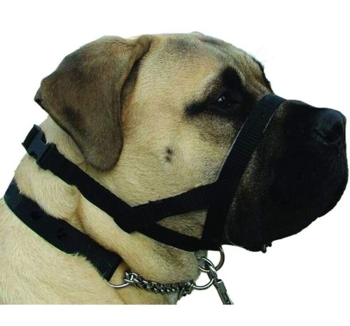 Kumfi dog alter - dog, walking