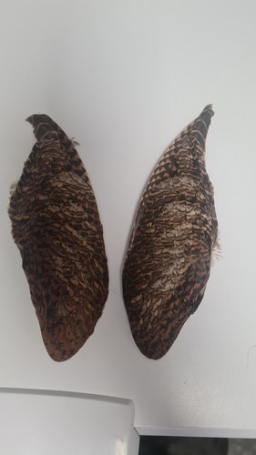 Pair woodcock wings for - wings,