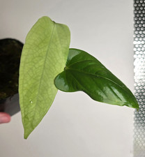 Anthurium Dr. Kiat Tan (warocqueanum x nigrolaminum) Very rare plant (1029)