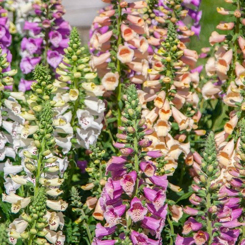 Foxglove dwarf dottie mixed - foxglove, mixed'