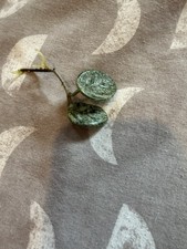 Hoya Mathilde Silver Splash