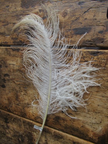 Ostrich feather straight - *ostrich,