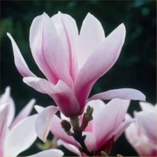 Magnolia Soulangeana Saucer