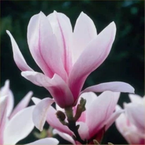 Magnolia soulangeana saucer - soulangeana,