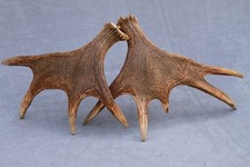 SET/PAIR OF NATURALLY SHED