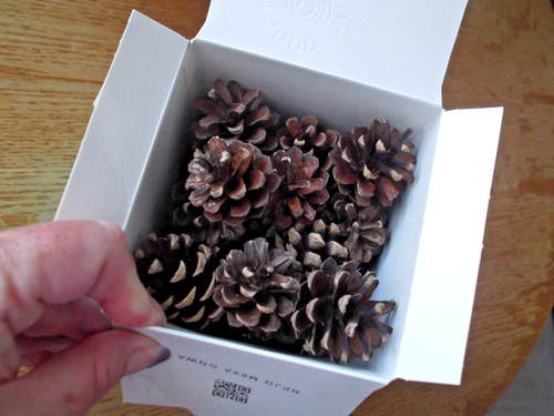Fir pine cones box - of, 40
