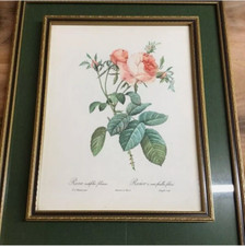 Framed Rose Art Print Rosa