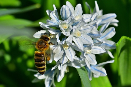 Bulbs puschkinia - ,