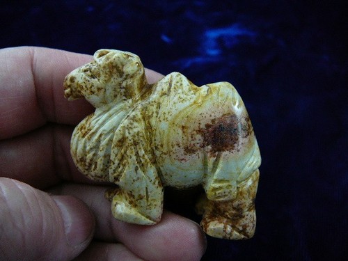 Camel camels - camel,
