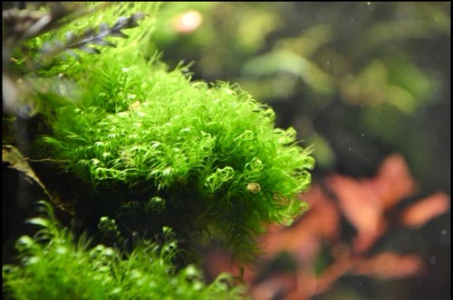 Phoenix moss fissidens - phoenix, moss/fissidens