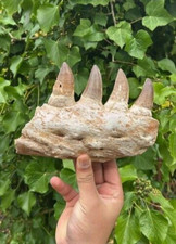 Natural Rare, Various sizes Of