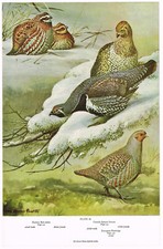 Grouse Partridge Quail European Bobwhite Bird Print Picture Vintage 1959 AB#34
