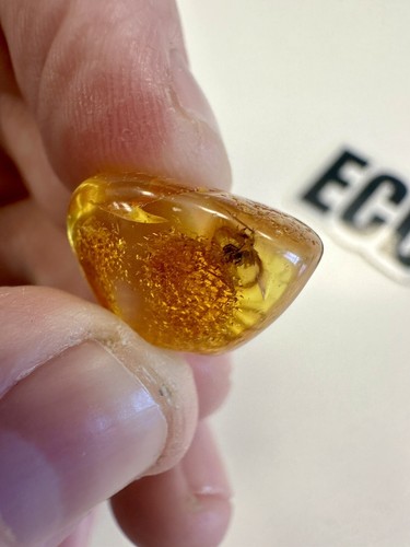 Baltic amber with - baltic,