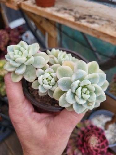 Sedum clavatum variegated - sedum,