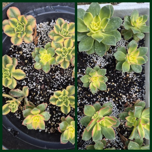 Aeonium kiwi - aeonium,