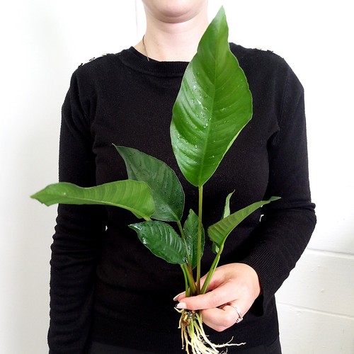 Anubias heterophylla - anubias,