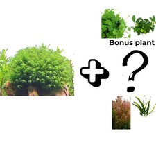 Phoenix Moss + *MYSTERY BONUS*