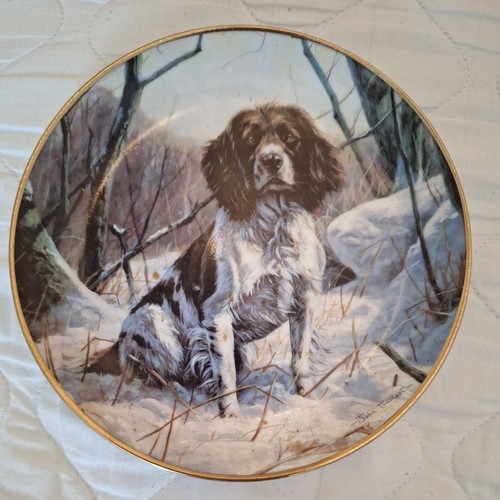 Dog springer spaniel - springer, plate
