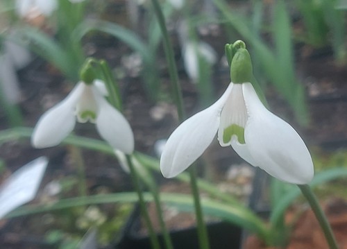 Galanthus rizehensis lady - rizehensis,