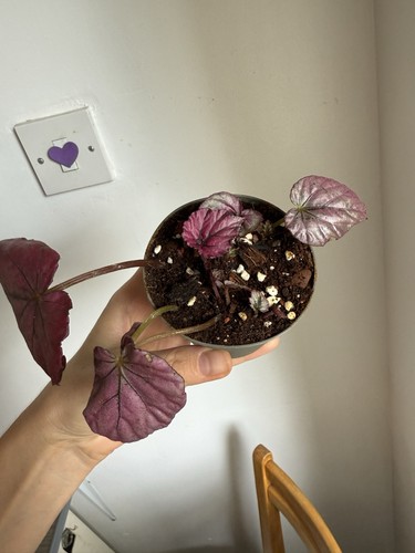 Begonia baby plant fully - begonia,