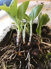 rare  12 HARDY  CROWNBOURGH  ARUM LILY plants/tubers